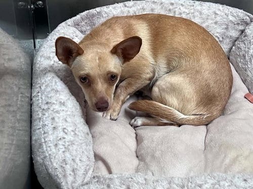 Photo of Nutmeg, adoptable Chihuahua in Orange, California