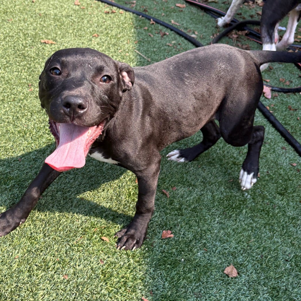 Photo of Mountain Dew, adoptable Mixed Breed (Medium) in Houston, Texas