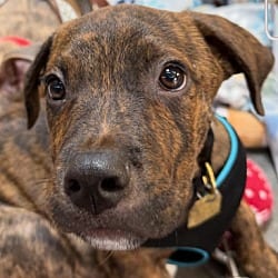 Photo of Orbit, adoptable Pit Bull Terrier in Ventura, California