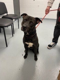 Photo of Casper, adoptable Pit Bull Terrier in St. Cloud, Florida