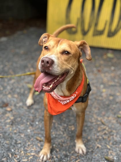 Photo of Cookie Monster, adoptable dog in Atlanta, Georgia