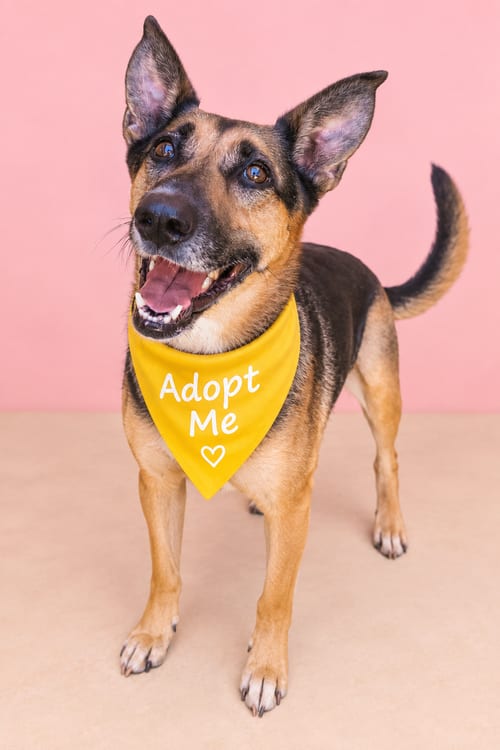 Photo of Evie, adoptable German Shepherd Dog in Inglewood, California