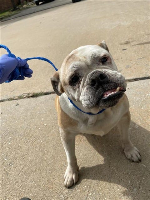 Photo of Senior Bulldog, adoptable Bulldog in Houston, Texas