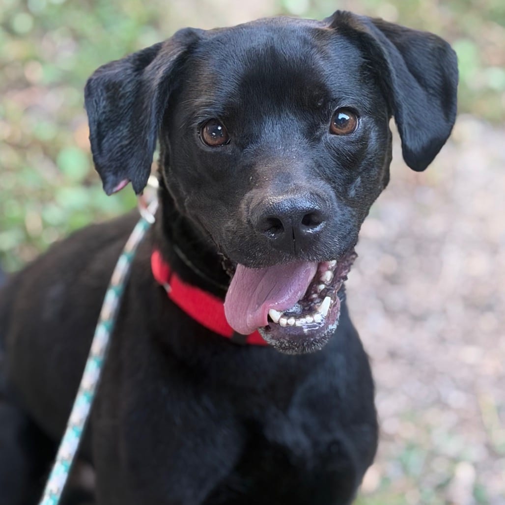Photo of Zeus, adoptable Mixed Breed (Medium)