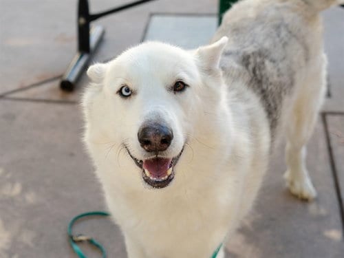 Photo of Gigantor, adoptable Siberian Husky in Martinez, California