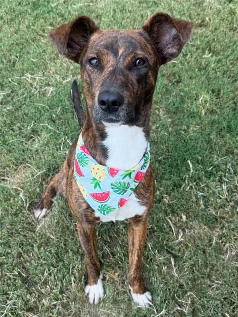 Photo of Pocah, adoptable Pit Bull Terrier in Tulsa, Oklahoma