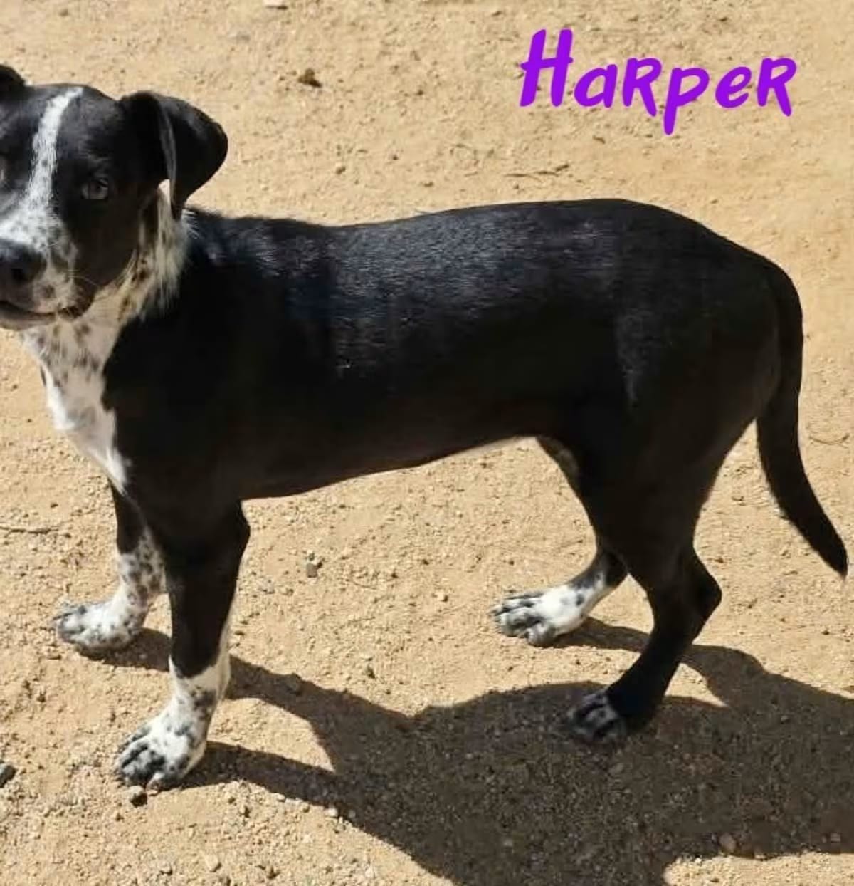 Photo of Harper, adoptable Australian Cattle Dog in California City, California