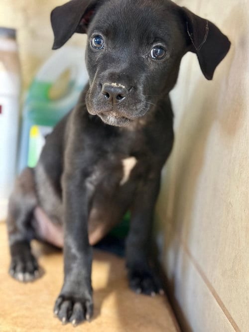Photo of BP Rain, adoptable Labrador Retriever in San Diego, California
