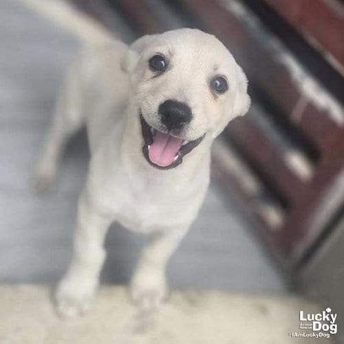 Photo of Atlan, adoptable Labrador Retriever in Washington, District of Columbia