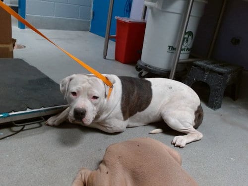 Photo of Cinnamon Roll, adoptable American Pit Bull Terrier in Albuquerque, New Mexico