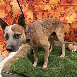 Photo of Quince, adoptable Australian Cattle Dog in Porterville, California