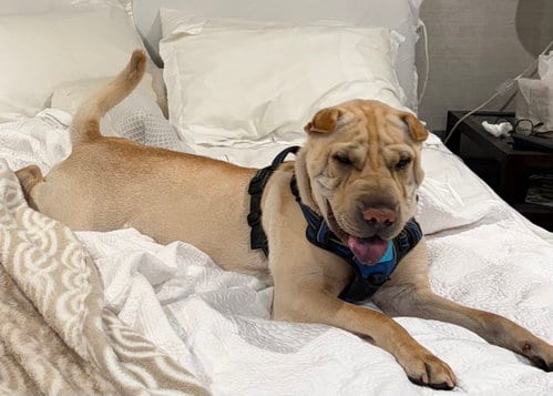 Photo of Ziggy, adoptable Chinese Shar-Pei in Tucson, Arizona