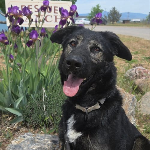Photo of Vitani, adoptable Australian Shepherd in Yreka, California