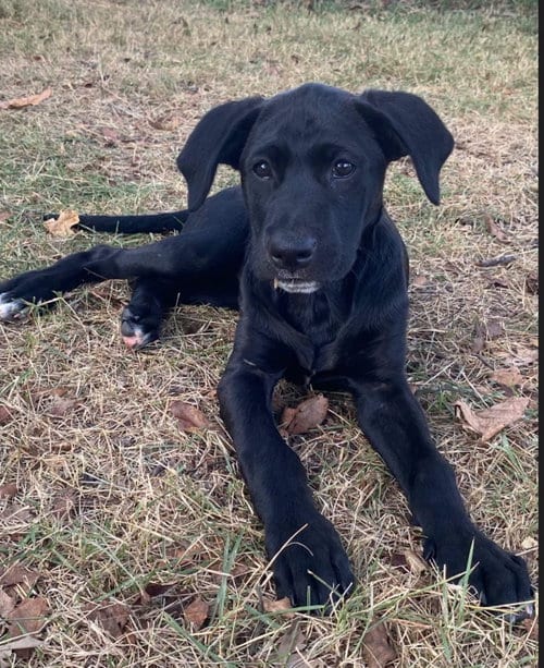 Photo of Lila, adoptable Labrador Retriever in Alexander, Arkansas