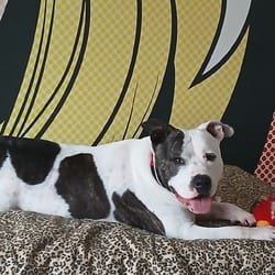 Photo of Tonya, adoptable Terrier (Unknown Type, Medium) in Albany, New York