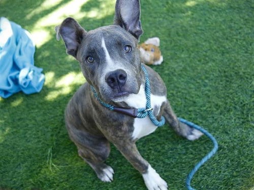 Photo of Dumbo, adoptable American Pit Bull Terrier in Tallahassee, Florida