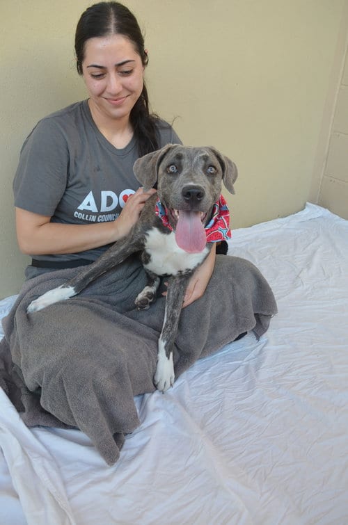 Photo of Biscotti (In Foster), adoptable Unknown breed in McKinney, Texas
