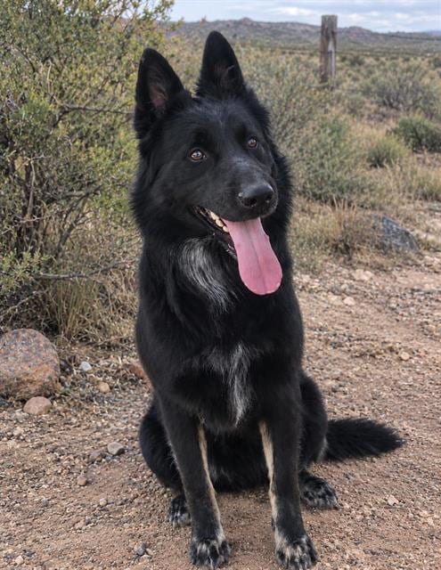 Photo of Night, adoptable German Shepherd Dog in Albuquerque, New Mexico
