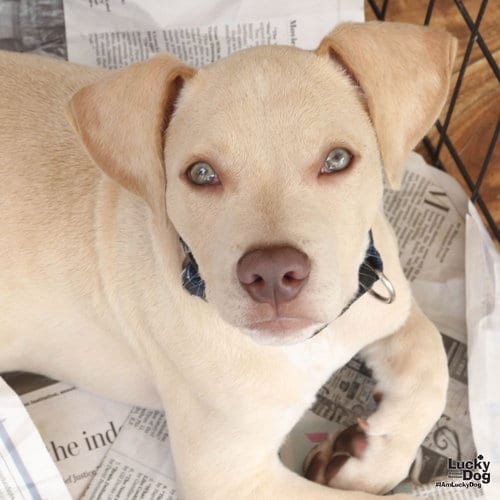 Photo of Koda, adoptable Labrador Retriever in Washington, District of Columbia