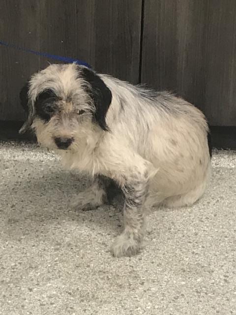Photo of A433221, adoptable Cairn Terrier in Conroe, Texas
