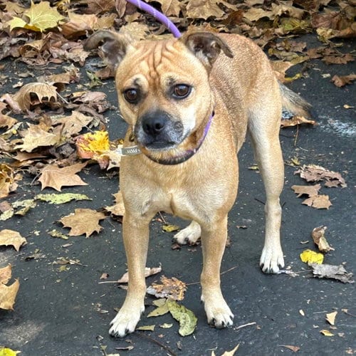 Photo of Sly 2026, adoptable Pug in Batavia, Ohio