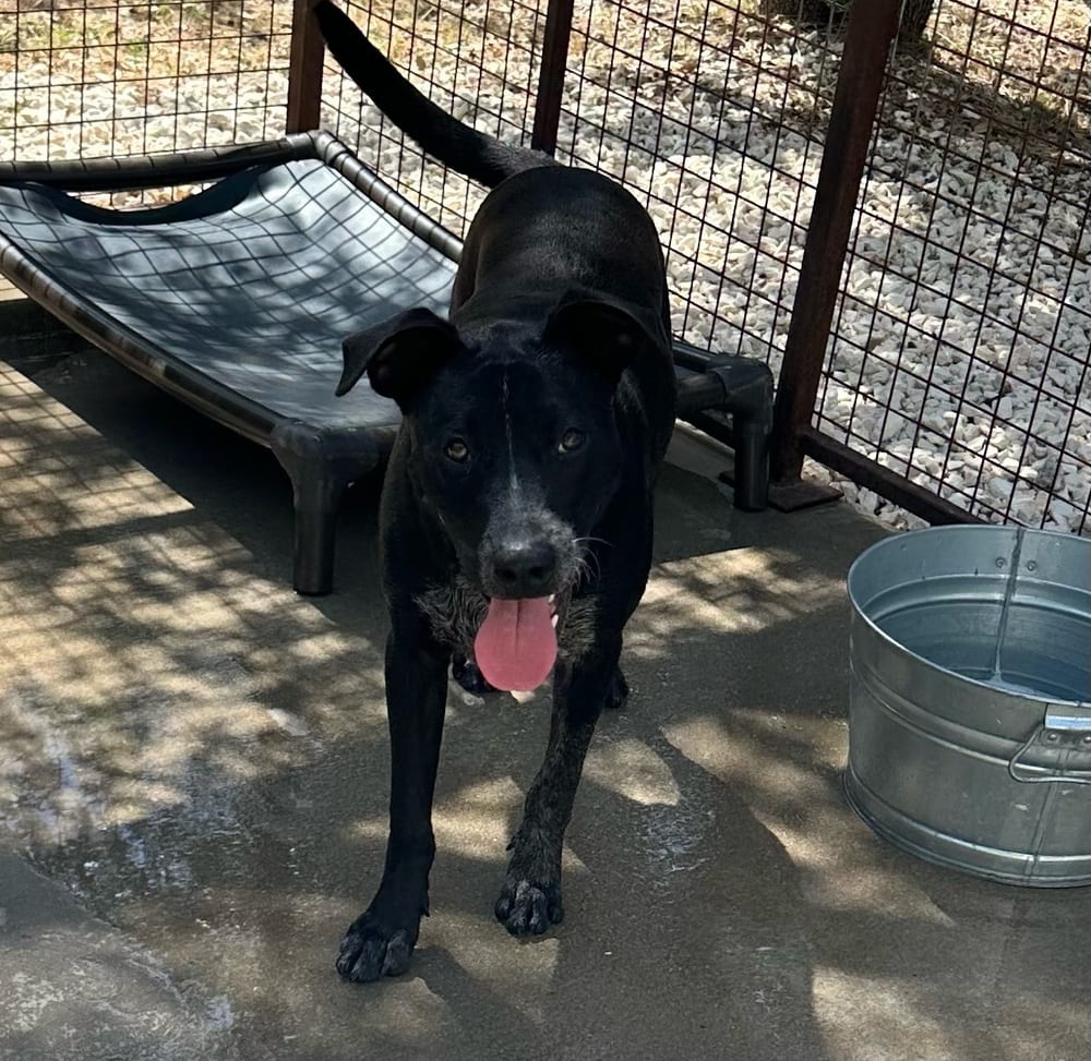 Photo of Buzz, adoptable Labrador Retriever in Oak Bluffs, Massachusetts