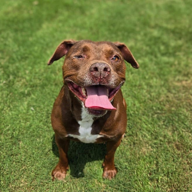 Photo of Lida-Bida, adoptable Mixed Breed in Douglasville, Georgia
