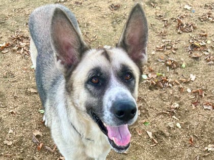 Photo of Toyota, adoptable dog in Georgetown, Texas