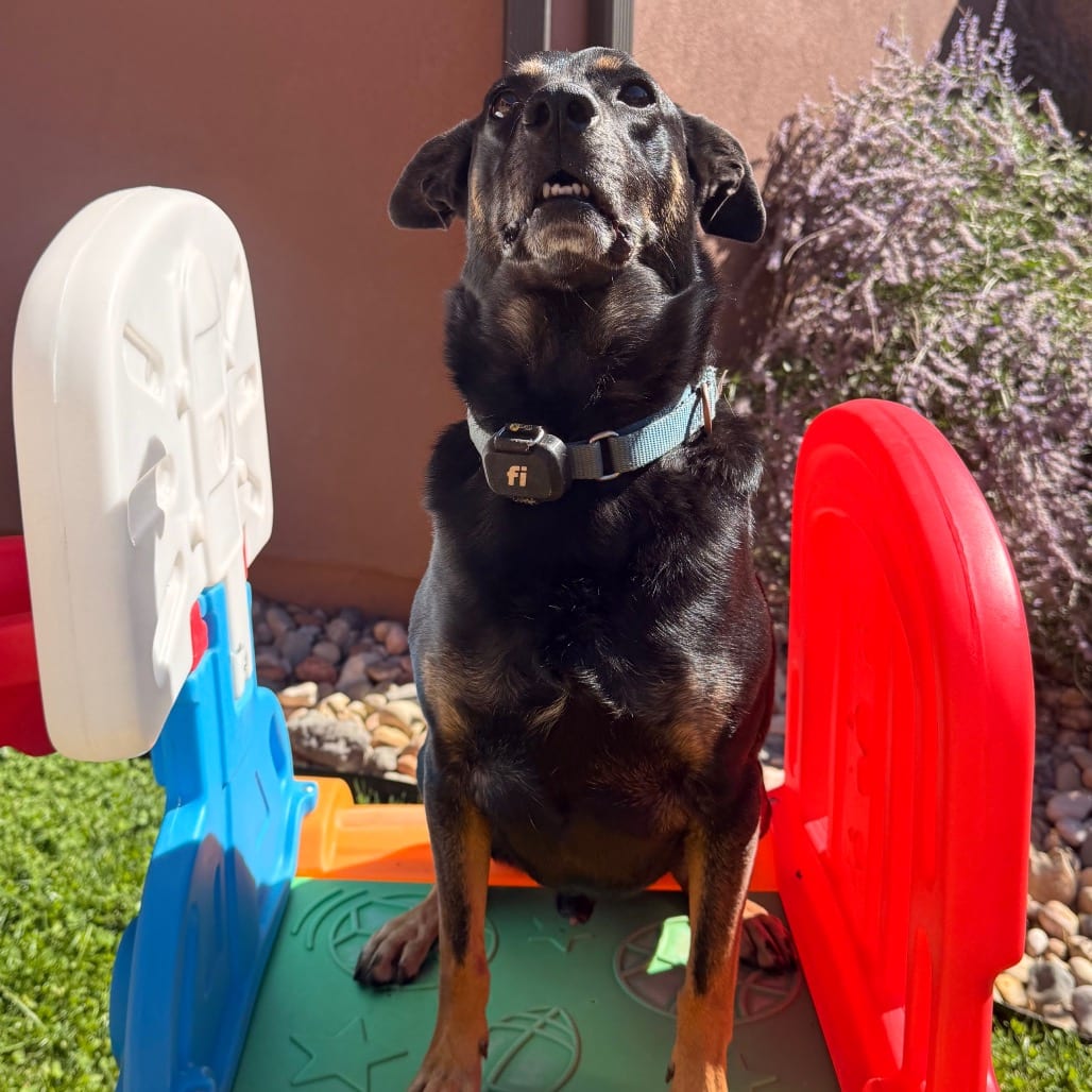 Photo of Clyde, adoptable Shepherd / Mix in Kanab, Utah