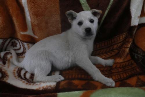 Photo of Tavi, adoptable Shepherd in Thief River Falls, Minnesota