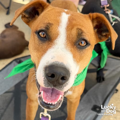 Photo of Cynthia, adoptable Shepherd in Washington, District of Columbia