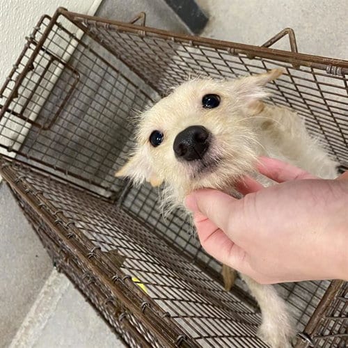 Photo of A614792, adoptable Chihuahua in Modesto, California