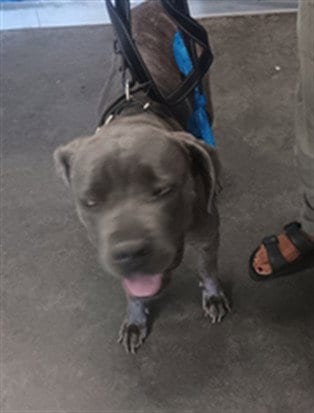 Photo of Baby, adoptable Pit Bull Terrier in Los Angeles, California