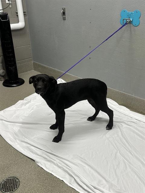 Photo of Karla, adoptable Pit Bull Terrier in Las Vegas, Nevada