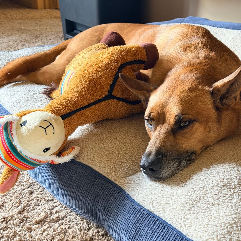 Photo of Reggie - Home to Home, adoptable Cattle Dog, Australian (Blue Heeler) / Mix in South Elgin, Illinois