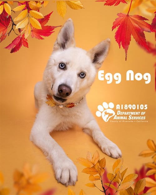 Photo of Egg Nog, adoptable Siberian Husky in Riverside, California