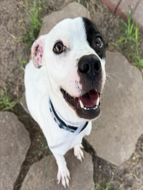 Photo of Pongo, adoptable Staffordshire Bull Terrier in Houston, Texas