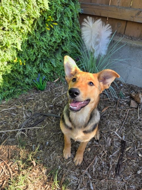 Photo of Molly, adoptable Shepherd in San Diego, California