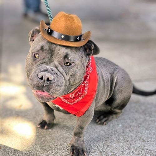 Photo of Abby, adoptable American Bulldog in Oakland, California