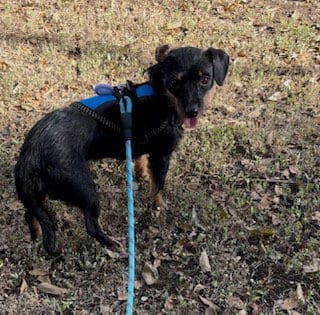 Photo of Stick, adoptable Dachshund in Humble, Texas