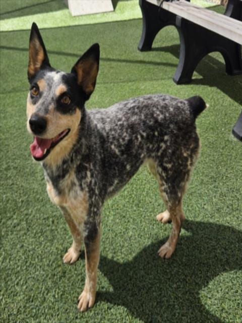 Photo of Tesla, adoptable Australian Cattle Dog/Blue Heeler in Norco, California
