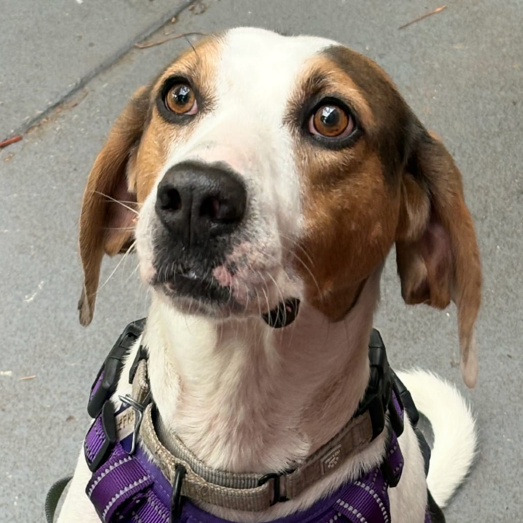 Photo of Zeke, adoptable Hound / Mix in San Francisco, California
