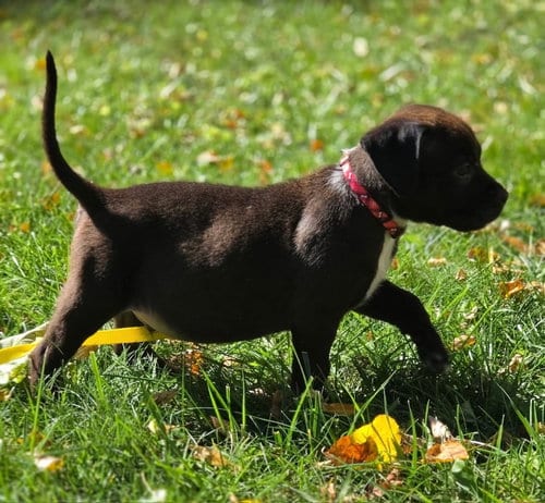 Photo of Zazu, adoptable Pit Bull Terrier in Clarkston, Michigan