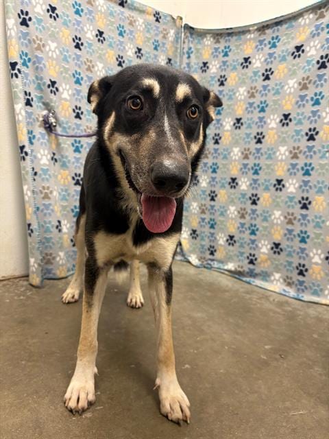Photo of Finn, adoptable German Shepherd Dog in Rosenberg, Texas