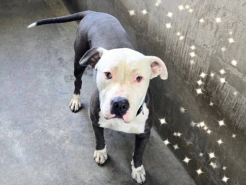 Photo of Owen, adoptable Pit Bull Terrier in Van Nuys, California