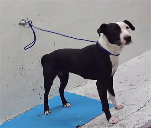 Photo of Willow, adoptable Staffordshire Bull Terrier in Houston, Texas