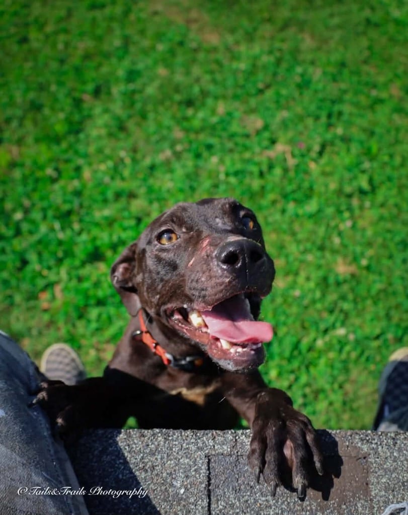 Photo of Raven, adoptable Mixed Breed in Greensburg, Indiana