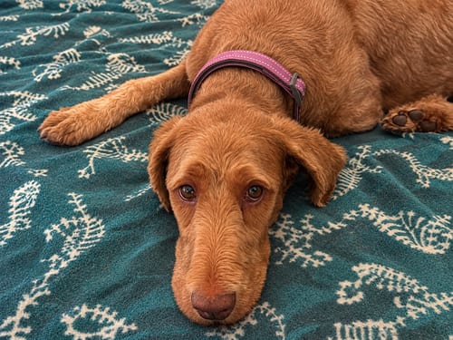 Photo of Tulip, adoptable Labrador Retriever in Clovis, California