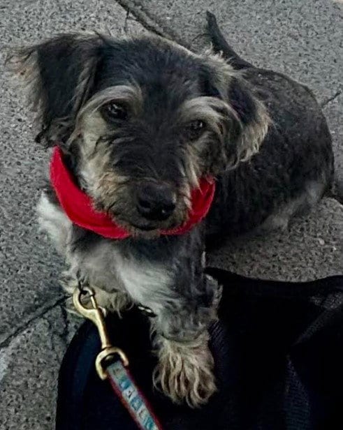 Photo of Oso, adoptable Miniature Schnauzer in San Pedro, California