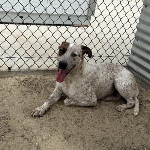 Photo of Douglas, adoptable Australian Cattle Dog/Blue Heeler in Thousand Palms, California